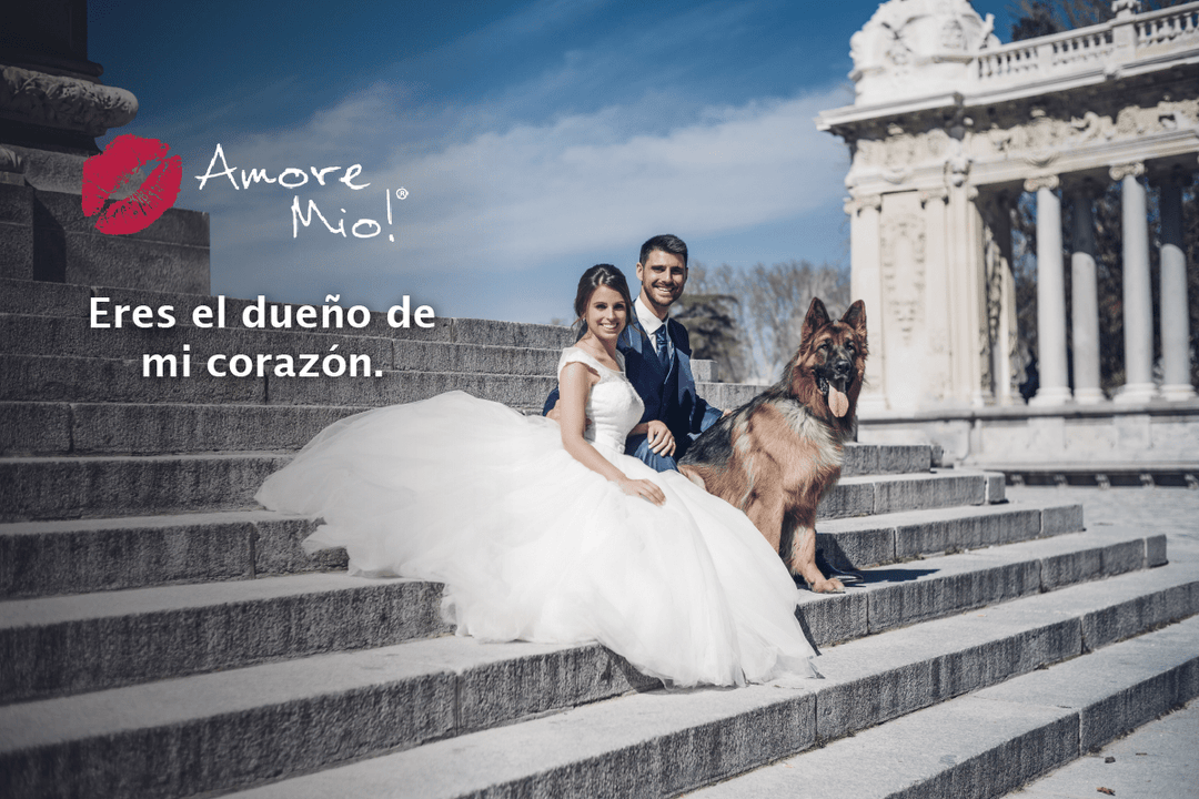 BODA PET FRIENDLY